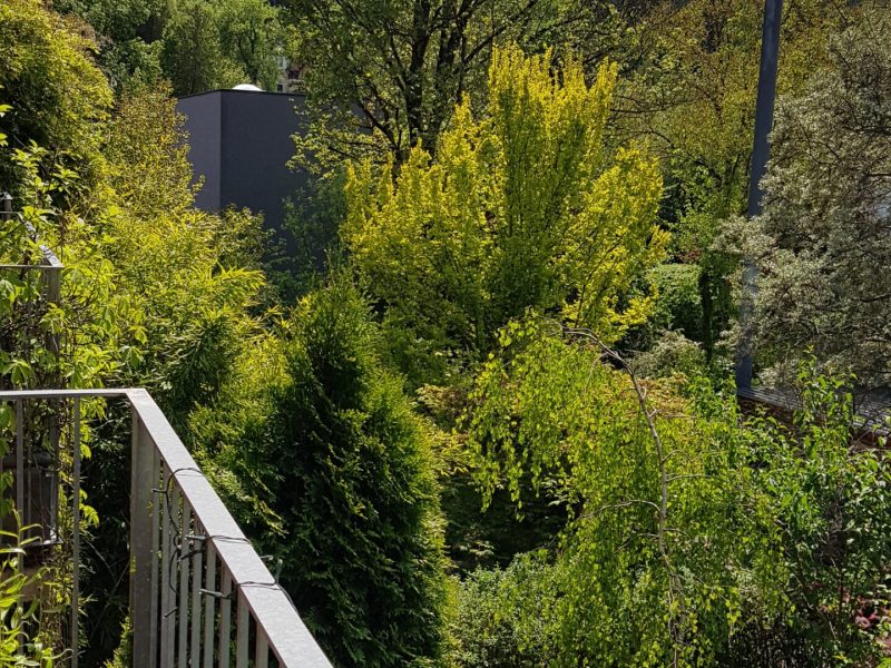 teichhofweg 17 schilken mai 2024 (4)